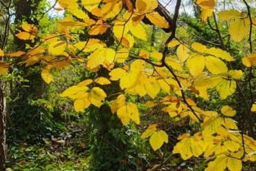 Energy Cleansing Healing Session